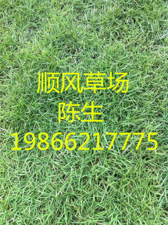 梅州绿化草皮 