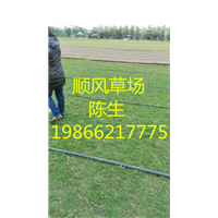 梅州草皮 