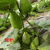 优质甜瓜