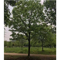 南宁七叶树供货商