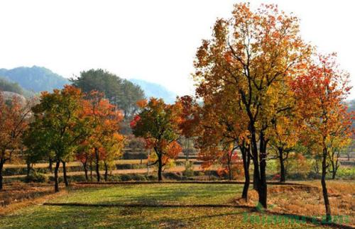 成都乌桕供货商