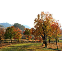 成都乌桕供货商