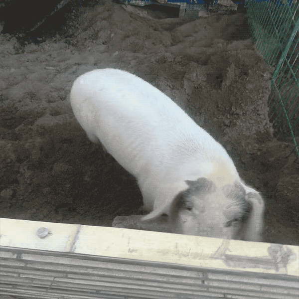 羊肉 