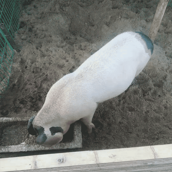 羊肉 