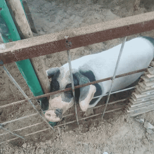 羊肉 