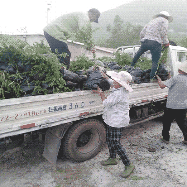 绿化苗木 