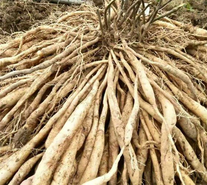 广西百部：广西百部批发 