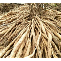 广西百部：广西百部批发 