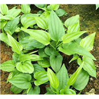 百部种子：广西百部种子 