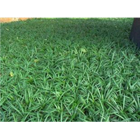 清远市玉龙草批发价格 