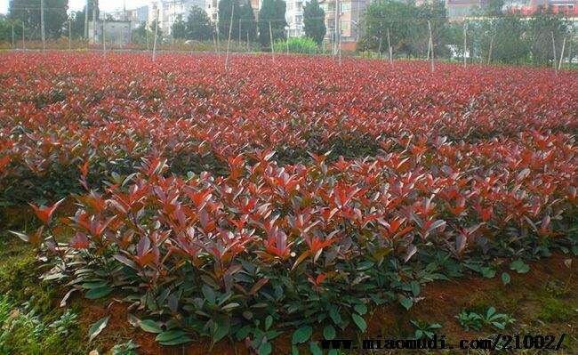 红叶石楠小苗——河南汝南红叶石楠小苗 