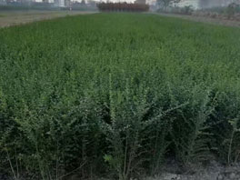 小叶女贞——驻马店小叶女贞基地 