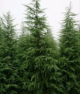 雪松——河南雪松/驻马店雪松/汝南雪松 