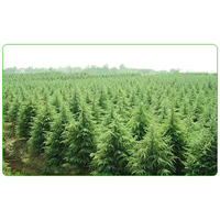 河南雪松苗木雪松的药用价值 