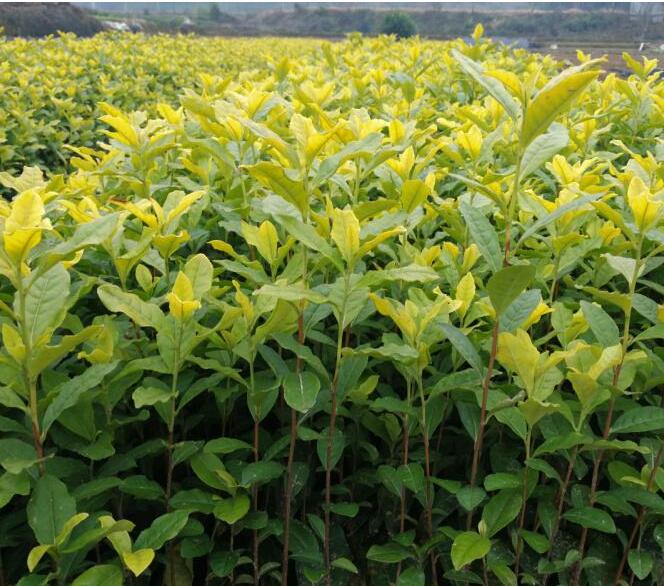 良种浙江黄金叶茶苗_基地直销 