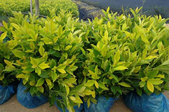 浙江良种茶叶苗-哪里的黄金叶茶苗比较好 
