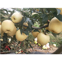 维纳斯黄金苹果苗 