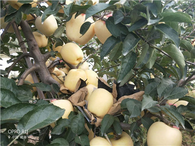 烟富系列苹果苗 