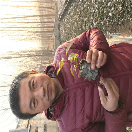 河南绿化苗木基地批发 