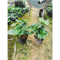 福建绣球花苗 