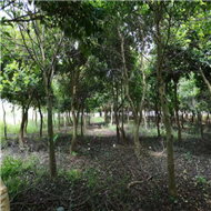 广州铁冬青种植基地 