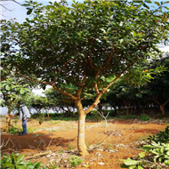 广东红花玉蕊价格 