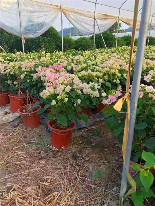 三角梅批发 