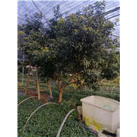浙江杨梅树