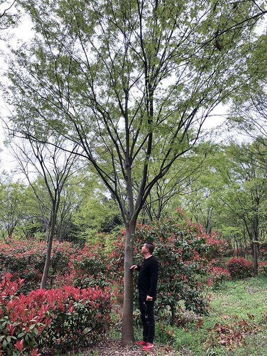 江苏榉树哪家便宜 