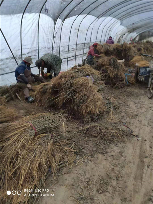蛋白饲料桑报价 