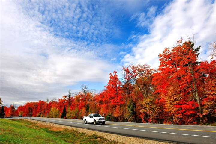 江西秋红枫基地 
