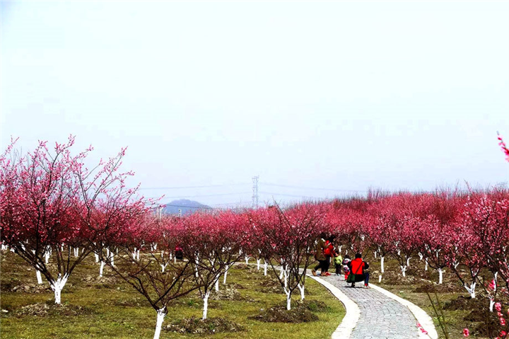 万花道朱砂梅基地报价