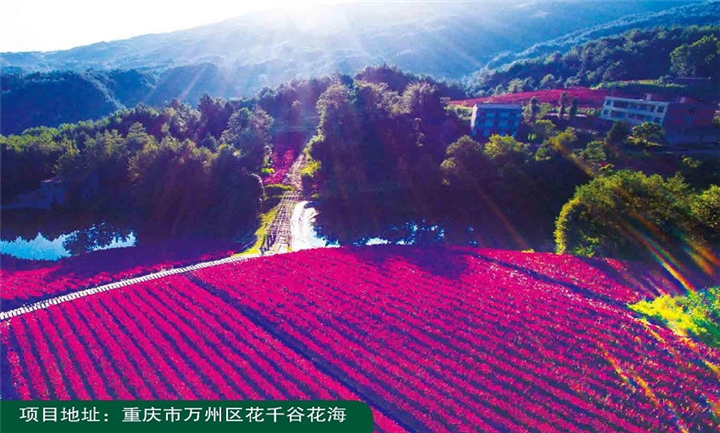 万花道矮紫薇价格 