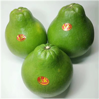 泰国青柚苗基地