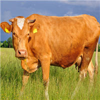 优质牛肉 