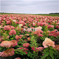 哈尔滨园林绿化