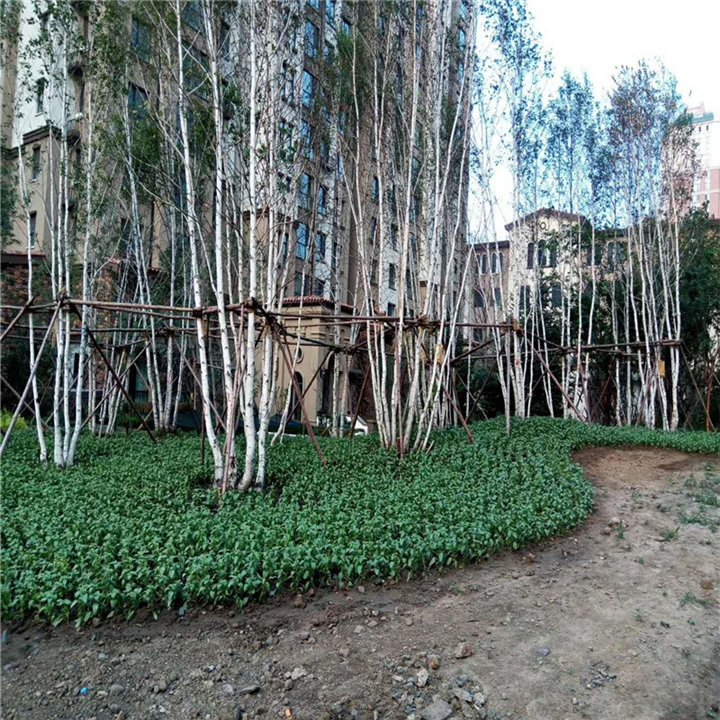 哈尔滨绿化草坪有哪些品种