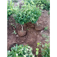 河北金银花种植技术 