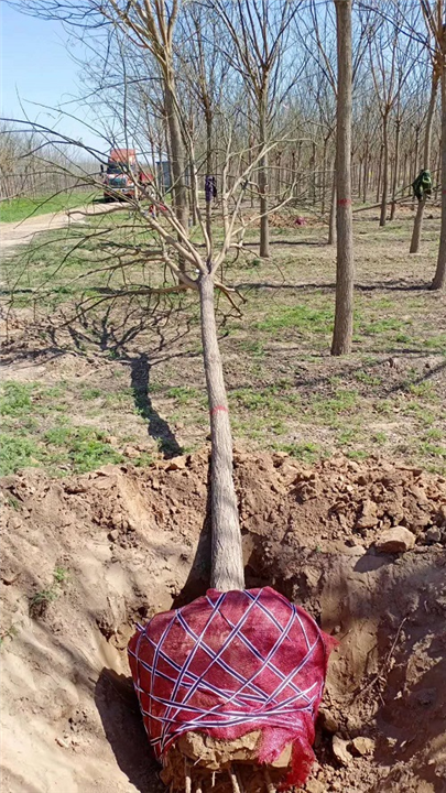 河北金银花怎么养 