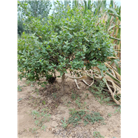 河北盆栽金银花苗的矮化方法 