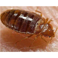 清远专业灭臭虫清远恒诚有害生物防治有限公司 