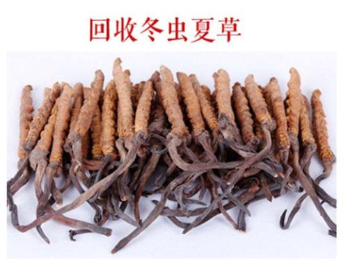 龙岗冬虫夏草回收 