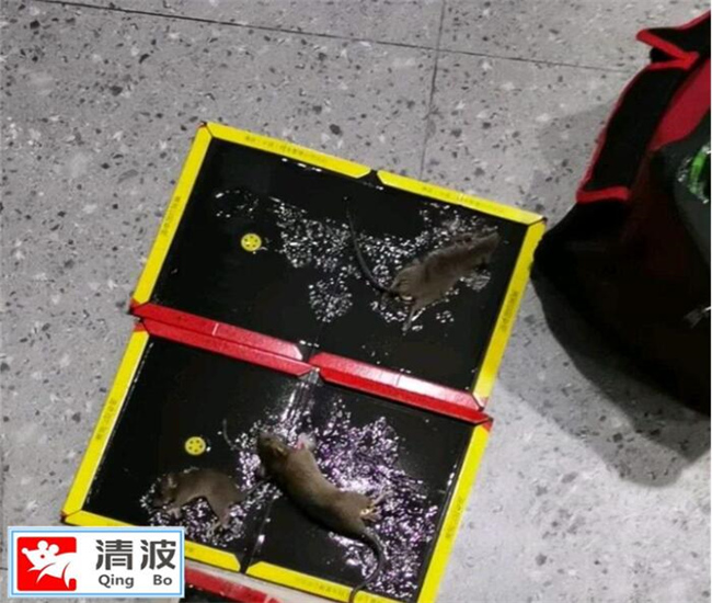 无锡灭鼠公司公司提醒大家老鼠不及时消灭会有哪些危害