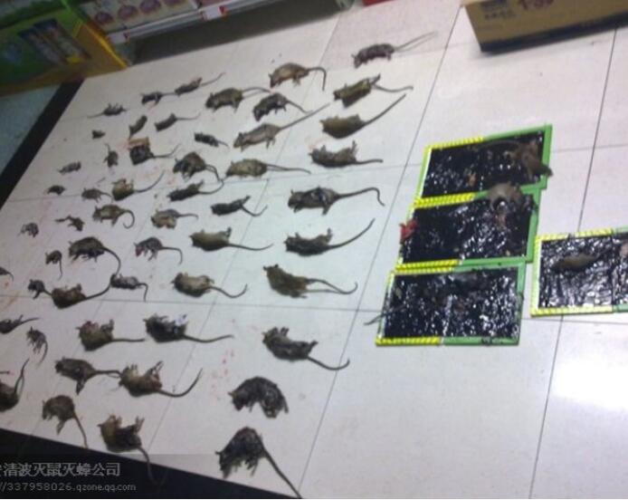 昭通灭鼠上门服务