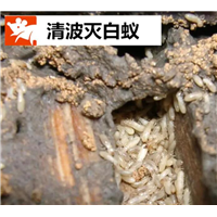 昭通灭鼠灭白蚁哪家便宜