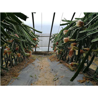 济南火龙果苗供应