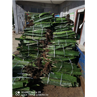 赣州火龙果苗出售