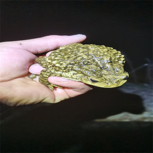活癞蛤蟆