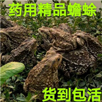 蟾蜍引种