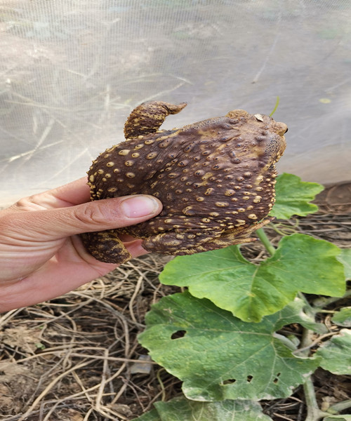 山东蟾蜍养殖手续